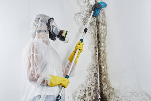 Best Industrial Mold Remediation in Demopolis, AL