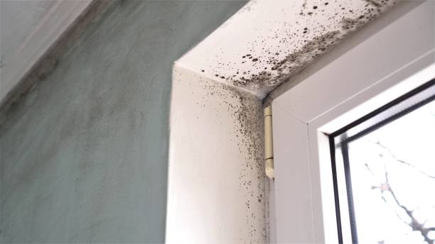 Best Mold Remediation for Specific Building Types in Demopolis, AL