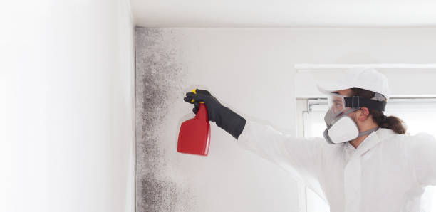 Best Mold Remediation for Specific Building Types in Demopolis, AL